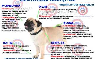 Аллергия на животных, что надо знать для здоровья
