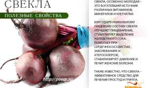Полезные свойства свеклы для здоровья