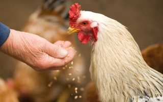 Почему страшно покупать генетически измененные продукты: мнение экспертов
