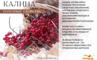 Полезные свойства калины красной для кулинарии и здоровья