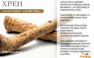 Целебные свойства хрена для здоровья человека