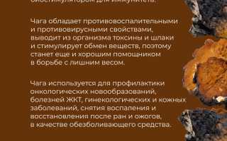 Березовый гриб чага: полезные свойства и противопоказания для здоровья